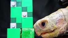 Minecraft ASMR Mukbang Eating Creeper    Turtle Tortoise