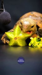 ASMR Mukbang Eating Star Fruit   Turtle Tortoise