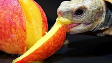ASMR Mukbang Eating Peach    Turtle Tortoise
