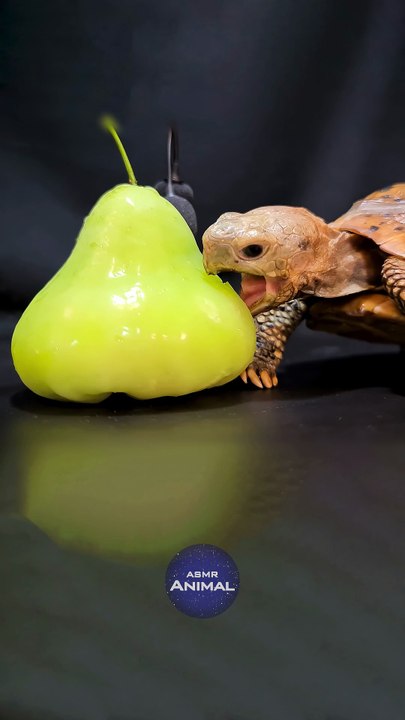 ASMR Mukbang Eating Bell Fruit    Turtle Tortoise