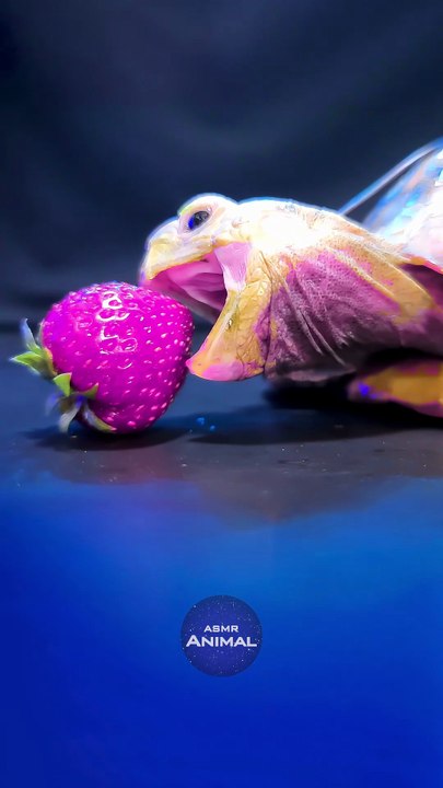 ASMR Mukbang Eating Pink Strawberry    Turtle Tortoise