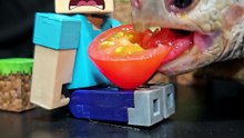 Minecraft ASMR Mukbang Eating Tomato    Turtle Tortoise