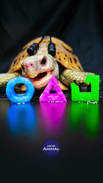 Squid Game ASMR Mukbang Eating Blue Pink Green    Turtle Tortoise