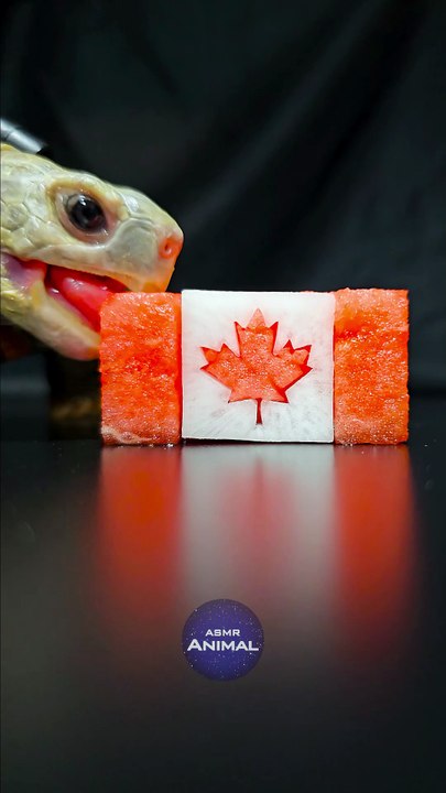 ASMR Mukbang Eating Canada      Turtle Tortoise