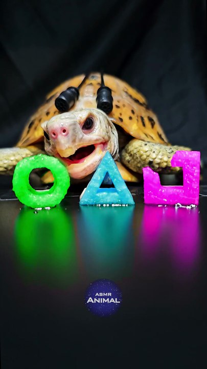Squid Game ASMR Mukbang Eating Pink Cyan Green    Turtle Tortoise