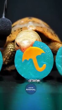 Squid Game ASMR Mukbang Eating Cyan Dalgona Candy    Turtle Tortoise