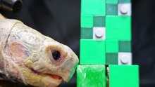 Minecraft ASMR Mukbang Eating Creeper    Turtle Tortoise