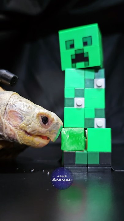 Minecraft ASMR Mukbang Eating Creeper    Turtle Tortoise