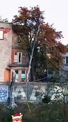 Fated to My Rival's Alpha Father #englishsub 🍿