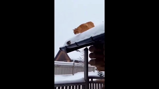 Cats– Fails That Turn Into Wins (2025).mp4