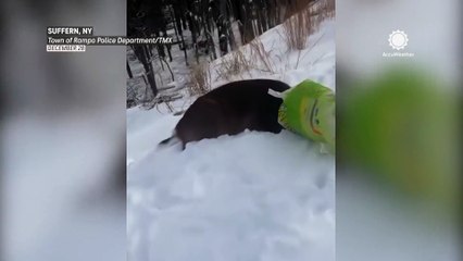 ‘Masked bandit' in the backyard? Deer in disguise rescued in Rockland County