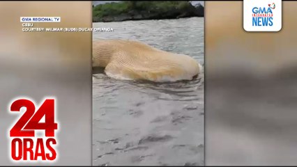 Butanding na natagpuang lumulutang sa dagat, nakitaan ng sugat | 24 Oras