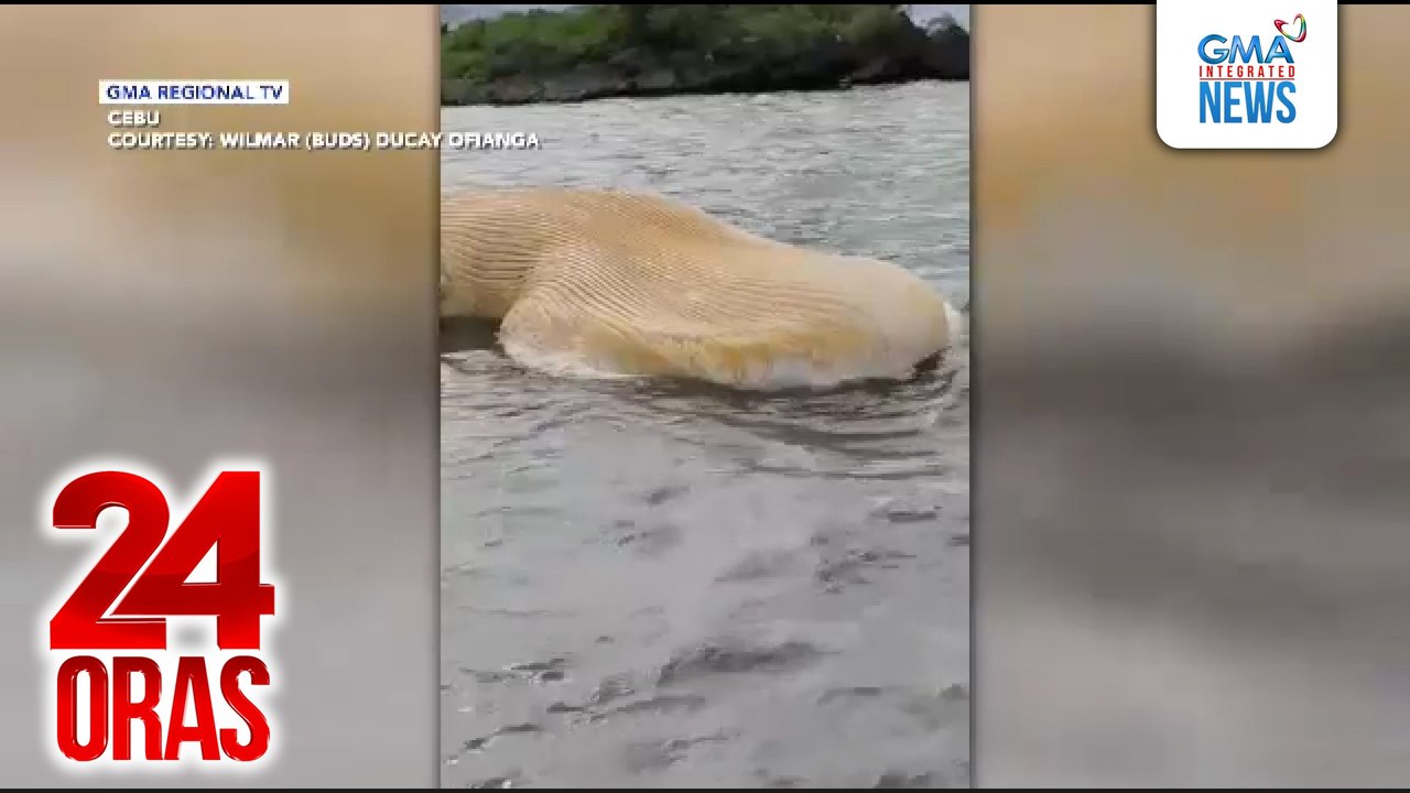 Butanding na natagpuang lumulutang sa dagat, nakitaan ng sugat | 24 Oras