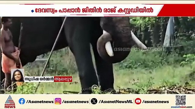 ഹരിപ്പാട് കൈക്കുഞ്ഞുമായി ആനയുടെ മുന്നില്‍ സാഹസം; ദേവസ്വം പാപ്പാന്‍ ജിതിന്‍ രാജ് കസ്റ്റഡിയില്‍