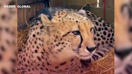 Dişi çita yanına gelmesi için erkek çitayı böyle çağırdı, o anlar viral oldu