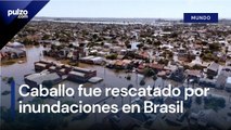 Rescataron a caballo que se convirtió en símbolo de las inundaciones en Brasil | Pulzo
