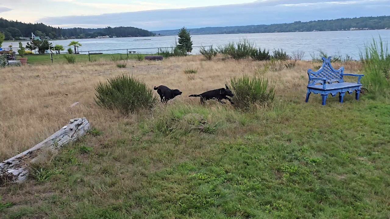 Dog play time