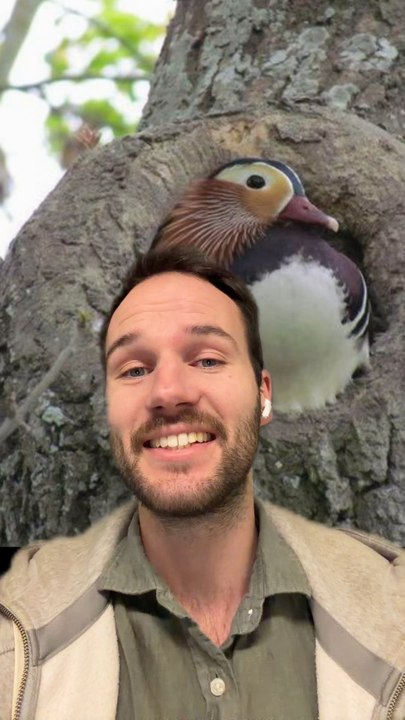 Un PINGOUIN pas comme les AUTRES