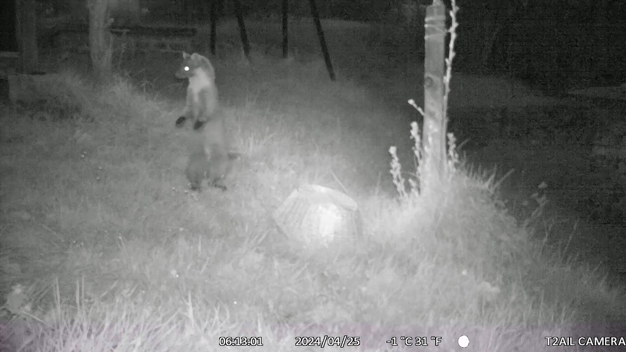 La fouine, ma petite sauvagine, ma petite voisine !