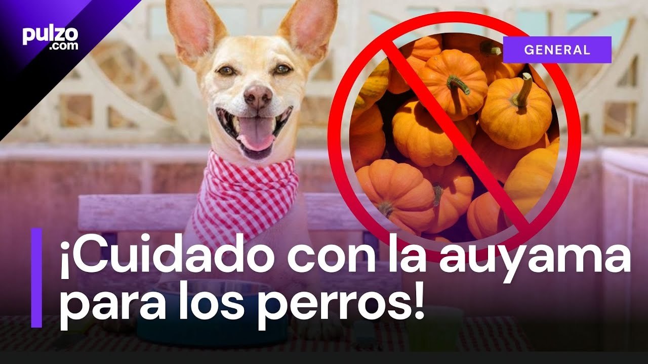 Esto es lo que pasa cuando alimenta a su perro con auyama | Pulzo
