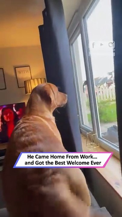 Dog Loses All Control When Its Owner Walks Through the Door|| Heartsome 💖