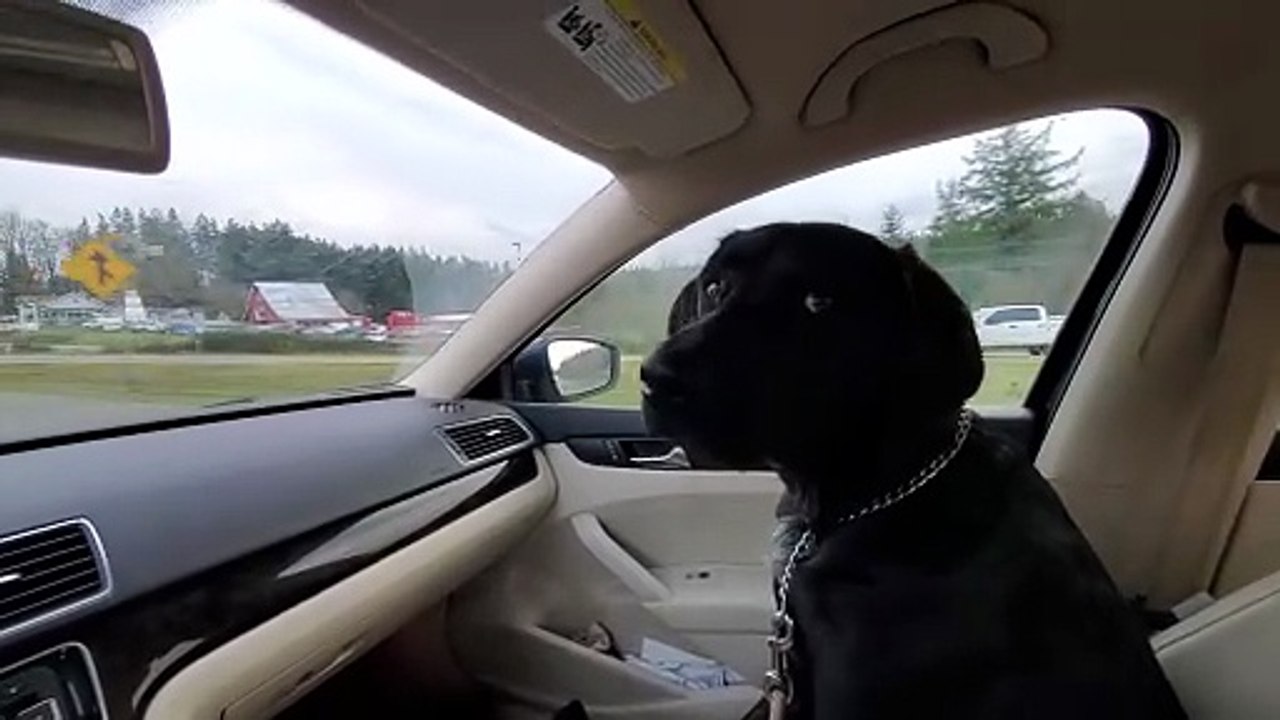 My dog co pilot