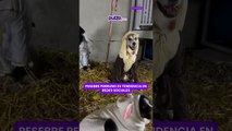 #Pesebre de #perros es tendencia en redes sociales | Pulzo