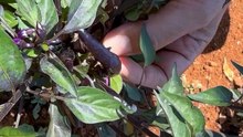 How to harvest purple ornamental peppers?