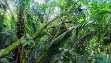 WILD ANIMALS OF RAINFOREST