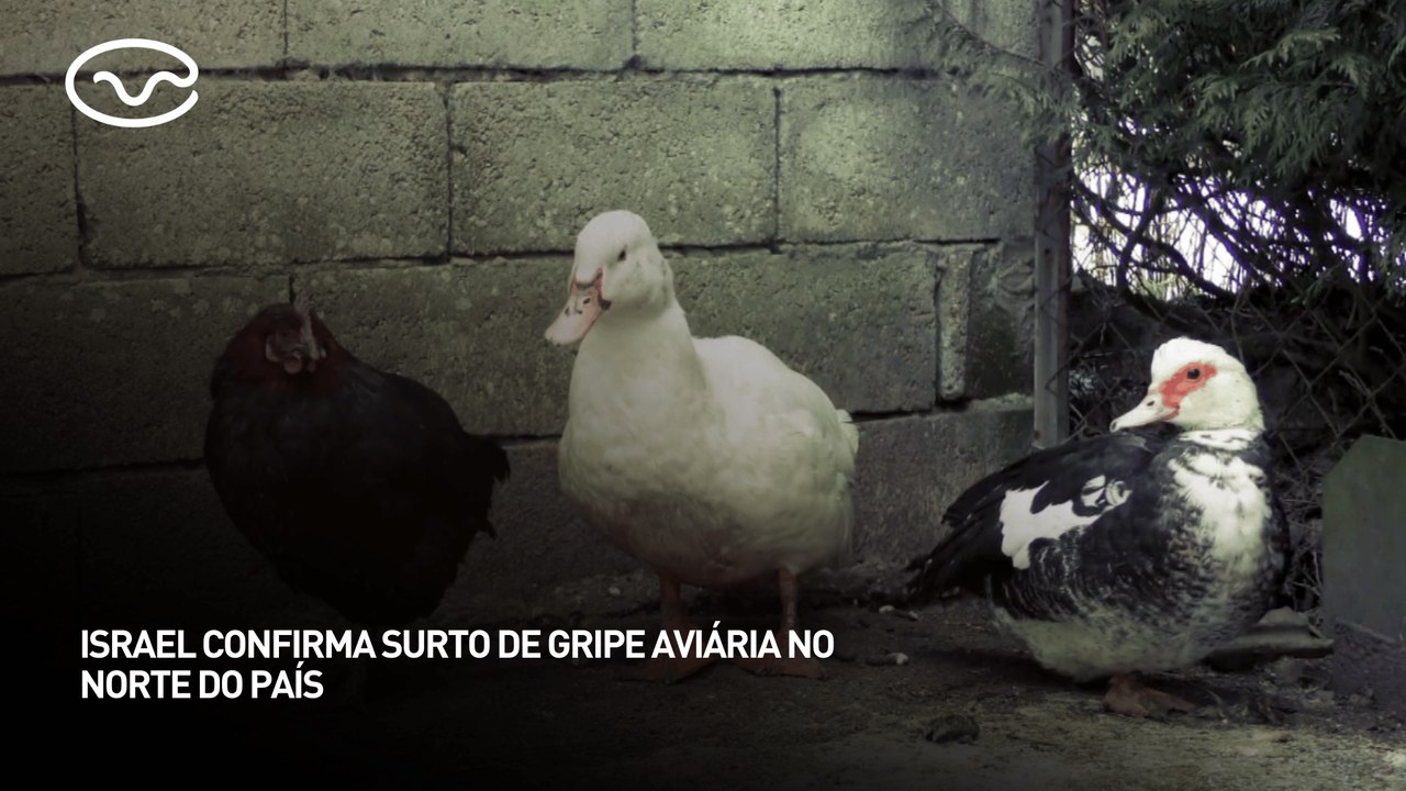 Israel confirma surto de gripe aviária no norte do país