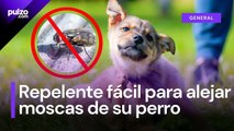 Repelente casero para alejar las moscas de su perro: así puede hacerlo con su paso a paso | Pulzo