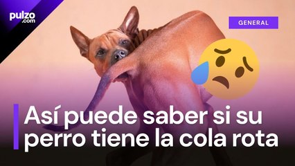 Las formas de saber que su perro se ha roto la cola; no deje pasar estos síntomas | Pulzo