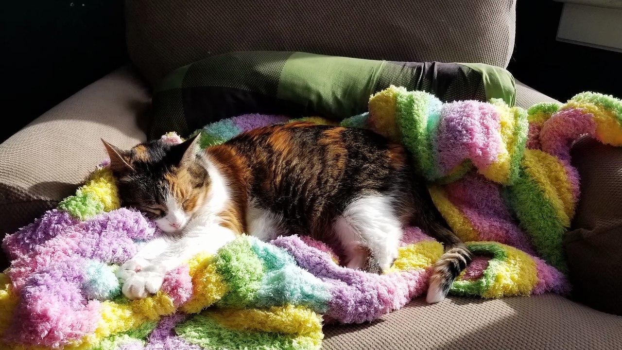 Elsie entering her villain arc with menacing chair reveals. | #SparklegleamFarm #Elsie #homestead #LadyChunkerella #cat #catlife #cute