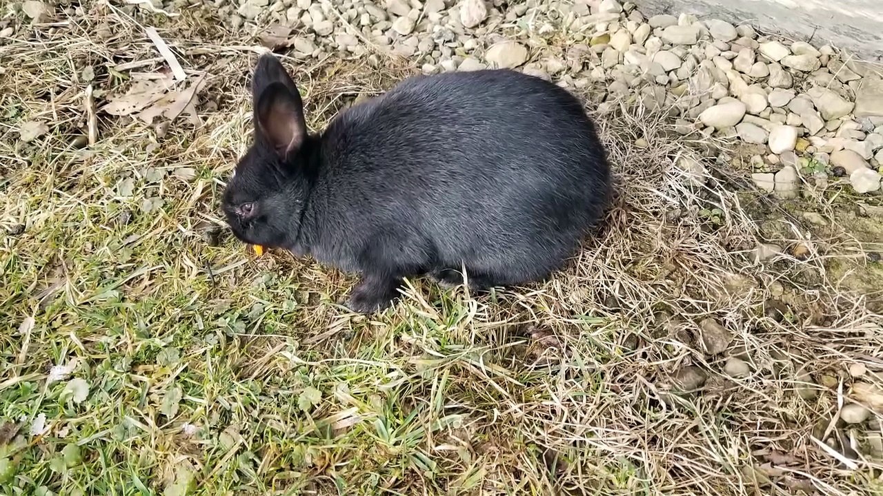 Void floofs practicing phasing out of reality for their guardian kitty, Cory. | #SparklegleamFarm #Cory #Bunny #homestead #cat #farmanimals #catlife #cute