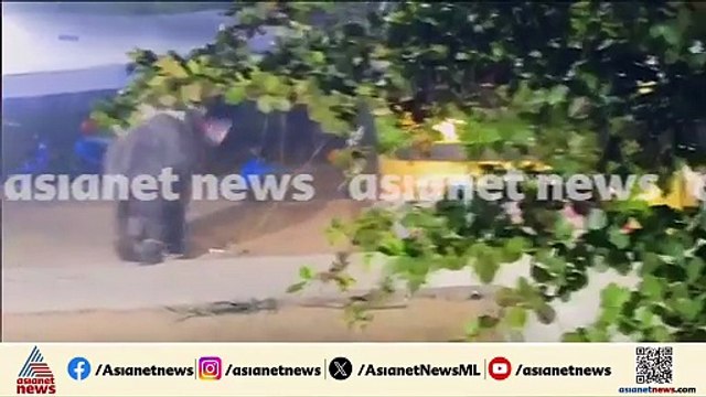 പുൽപ്പള്ളി സീതാദേവി ക്ഷേത്രത്തിൽ ഉത്സവത്തിനിടെ ആന ഇടഞ്ഞു; രണ്ട് പാപ്പാന്മാർക്ക് പരിക്ക്