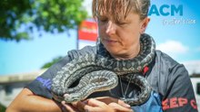 Twice bitten snake catcher shares mistake Aussies keep making