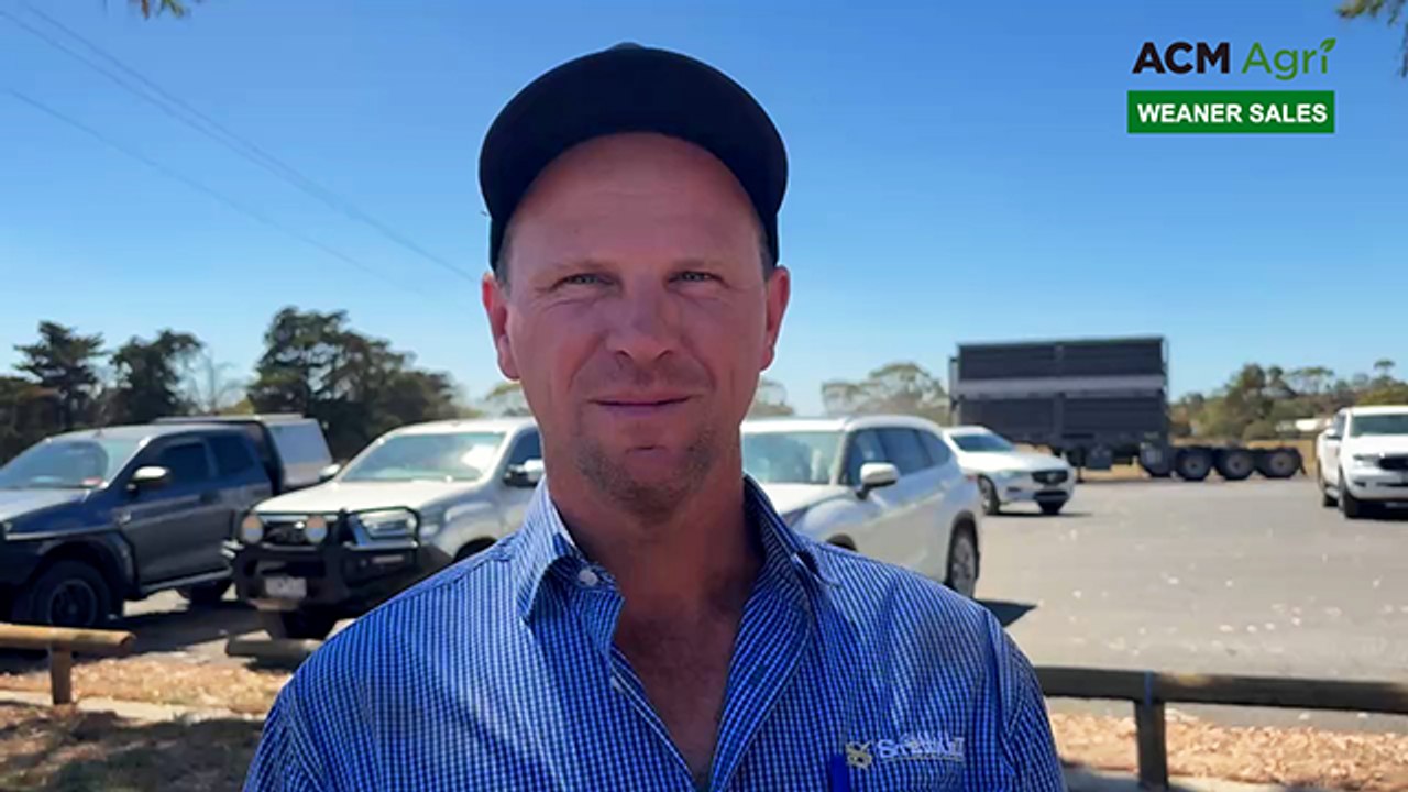 Strong demand for heavy heifers, but caution on lighter stock at Colac