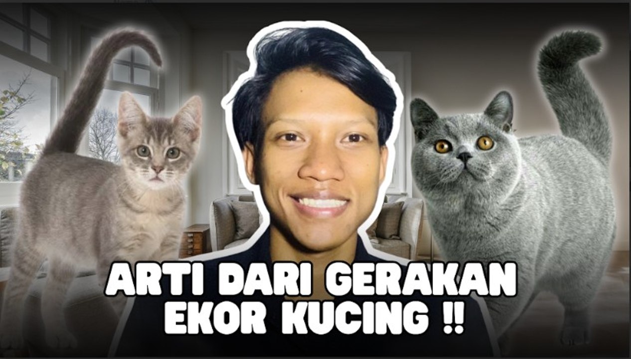 Pemilik Kucing Harus Memahami Arti Gerakan Ekor Guna Menghindari Agresi