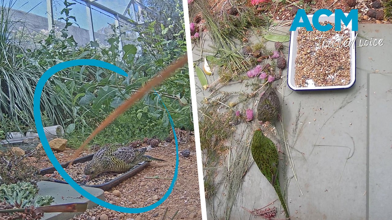 'Exceptionally rare' parrot hatches at Perth Zoo