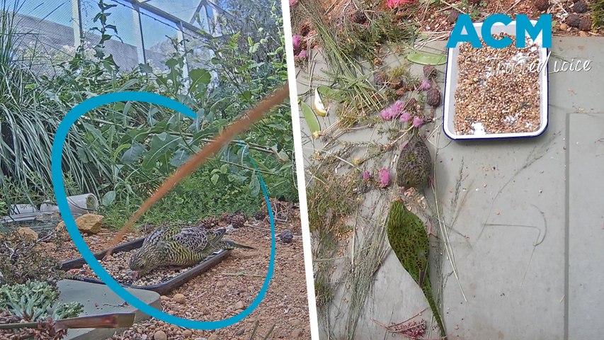 The species is exceptionally rare and close to extinction, with only an estimated 100-150 individuals left in the wild globally. A small group of the birds was brought into Perth Zoo to begin the conservation effort in 2014, but this is the first successful hatchling in the conservation program in more than a decade.