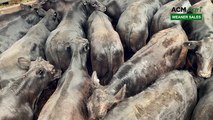 Wodonga Angus weaner sale - Day 3