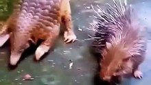 Armadillo — kecil tapi tangguh! Dengan perisai alaminya, hewan ini hampir tak bisa ditembus oleh pemangsa.