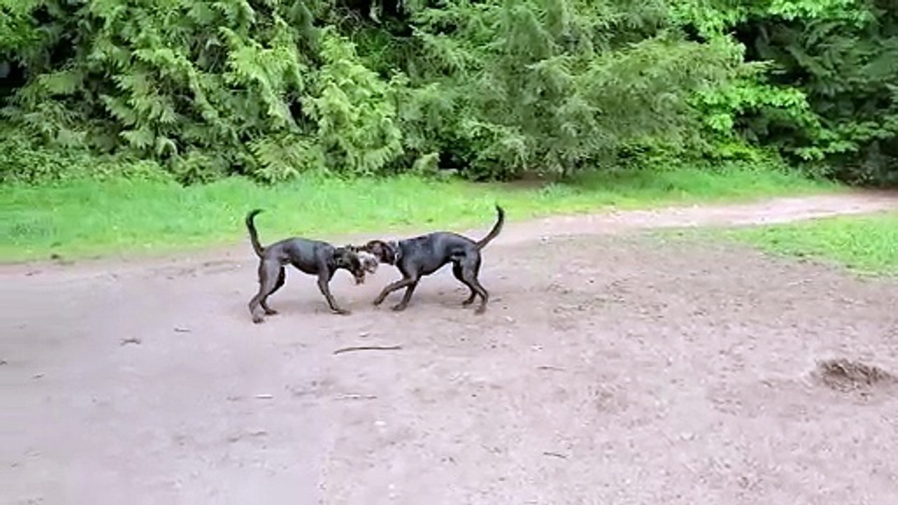 Dog park play time