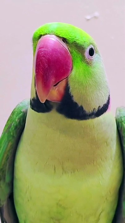 The Smartest Parrot in the World l Sweet and Funny Parrot Moments l Amazing Talking Parrot Video l A Day in the Life of My Parrot l Parrot Talking Like a Human #parrot #pets #tiya #parrots #birds #bird #talking_parrot