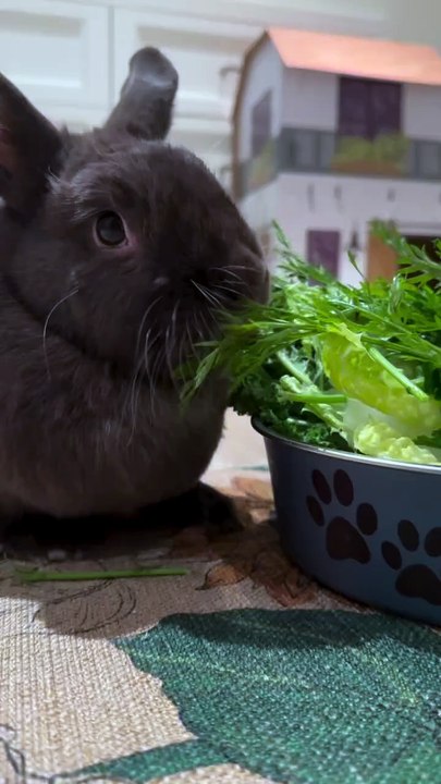 Dinner for Sunnybunbun🥬♥️