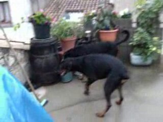 caly et titi hier après la pluie