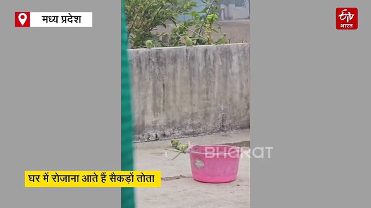 छतरपुर में अंग्रेजों का बंगला बना तोतों के लिए स्वर्ग, चहचहाहट सुनकर मन हो जाता है गदगद
