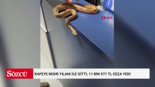 Kafeye Mısır yılanı ile gitti; 11 bin 977 TL ceza yedi