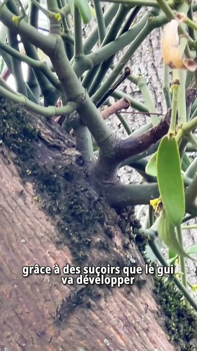 C’est quoi ces boules dans les arbres ?