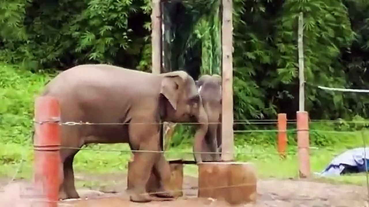 Hayvan Zekası Hayvanlar da İnsanlar Gibi Zeki mi